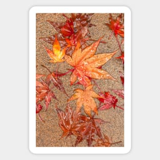Maple Leaves Sticker